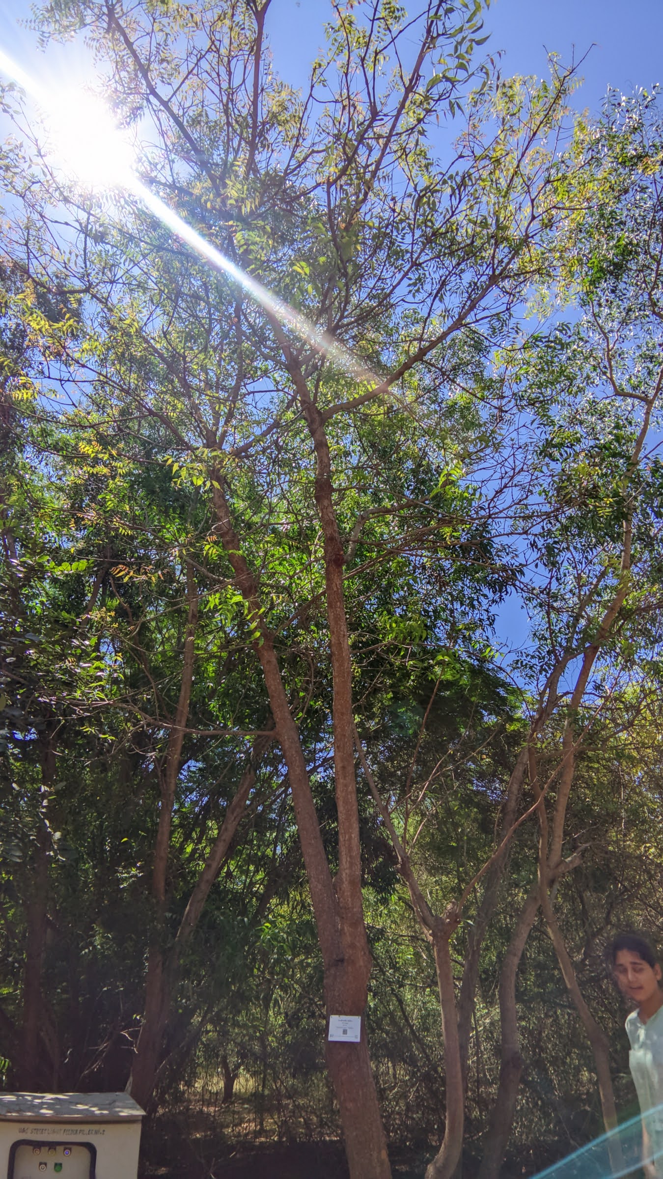 Neem Tree
